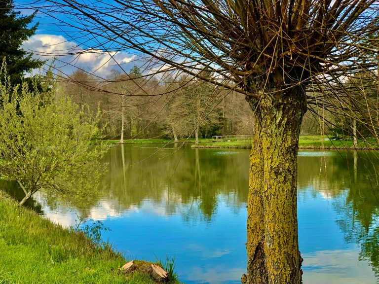 Saule têtard au bord d'un étang aux eaux claires