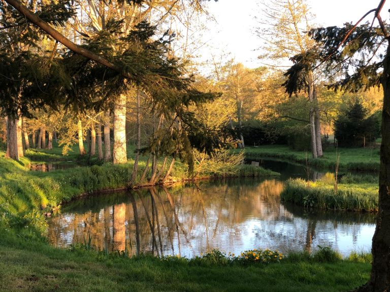 Cours d'eau bordé d'une île herbeuse et de grands arbres