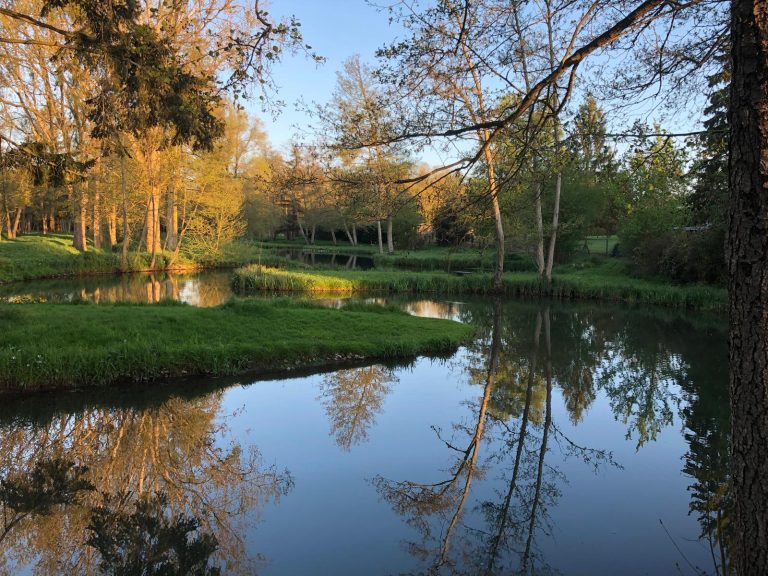 Pièce d'eau bordée de pelouse et de bouleaux