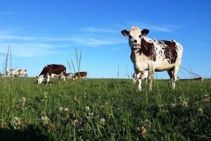 Vaches normandes dans une prairie au bord du domaine