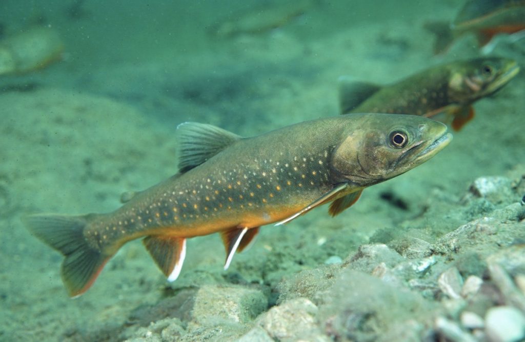 Omble Alis nageant en eau claire au-dessus d'un fond de galets, flancs constellés de points pâles