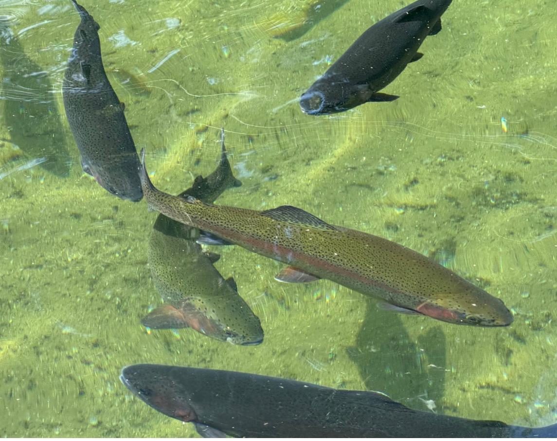 Truites arc-en-ciel vues de dessus dans l’eau claire d’un bassin de la pisciculture, une grande truite au flanc rosé au premier plan, sur un fond d’algues vertes